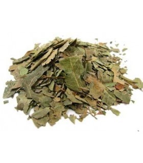 Eucalipto hoja a granel · 100 GR