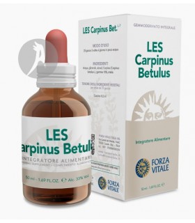 LES-CARPINUS-BETULUS