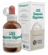 LES-SEQUOIA-GIGANTEA