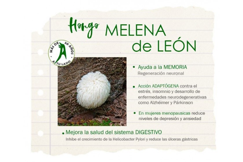 Hongo Melena De León ► aliado en memoria y contra enfermedades degenerativas