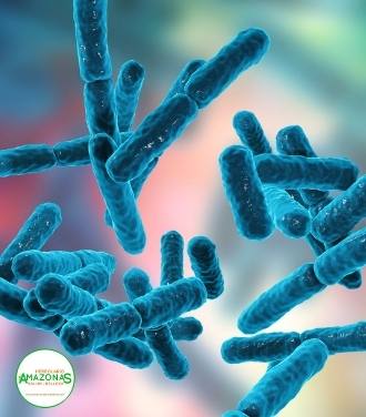 bacterias-probioticos